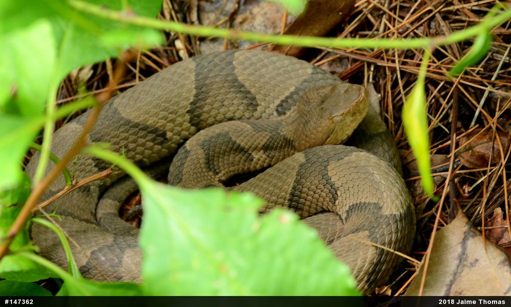 Northern Copperhead