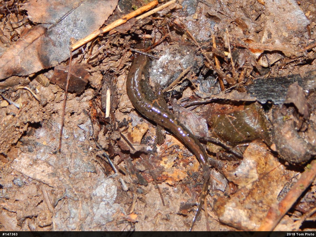 Northern Dusky Salamander