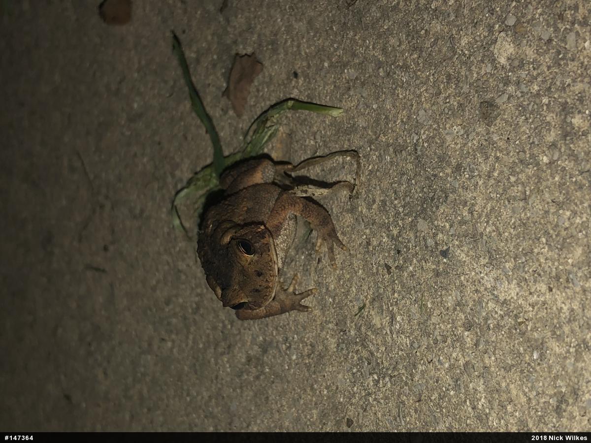 Eastern American Toad