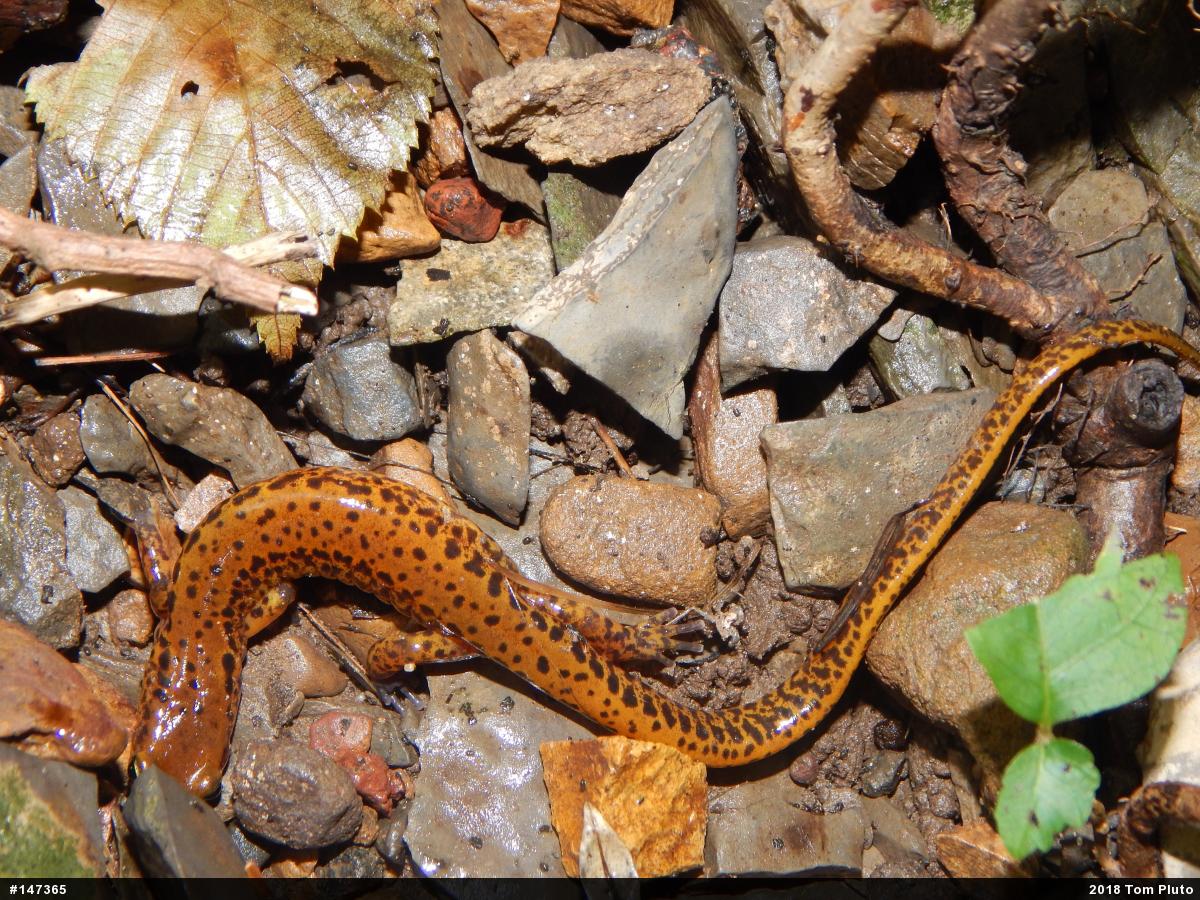 Eastern Long-tailed Salamander