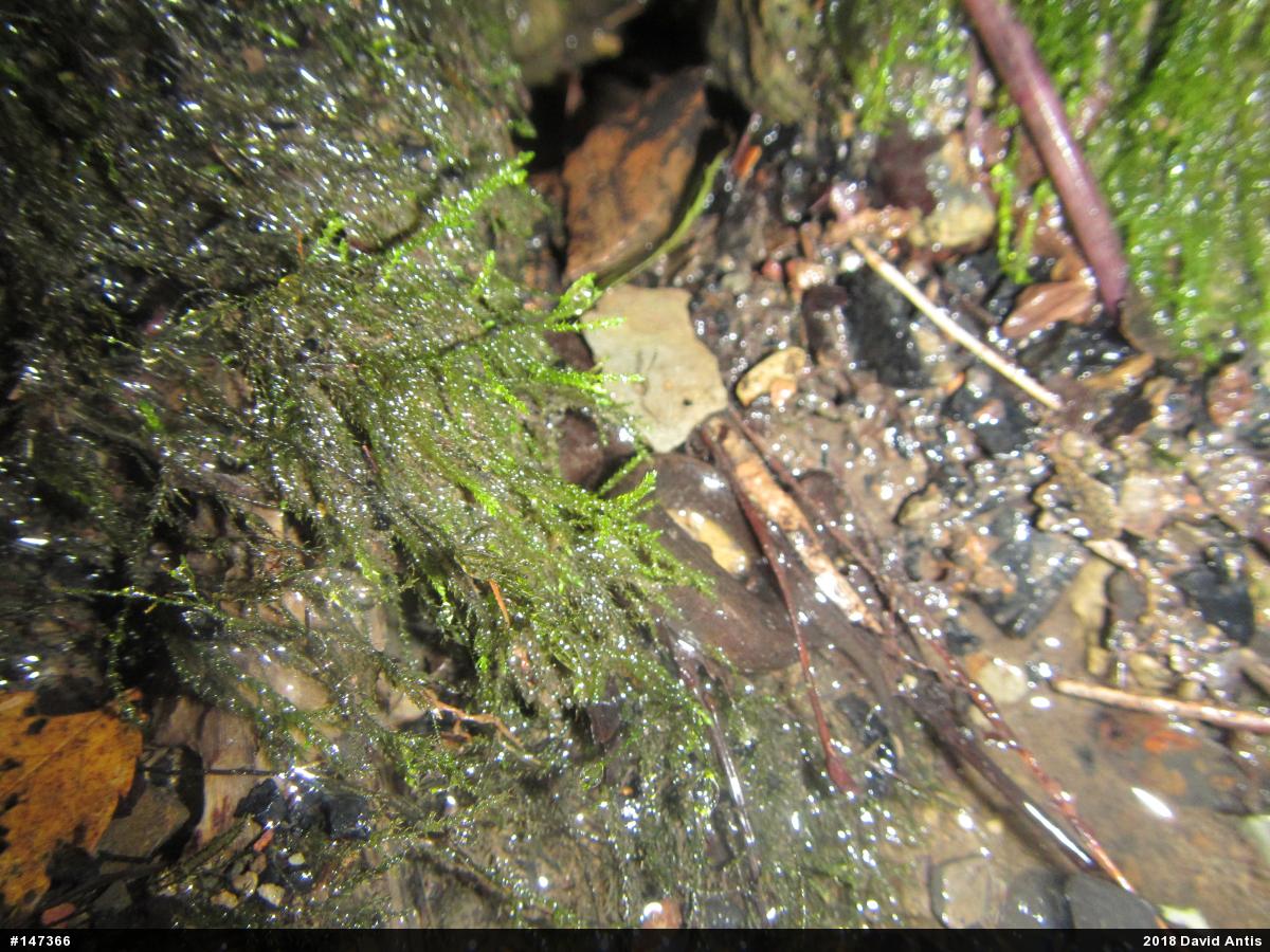 Northern Dusky Salamander