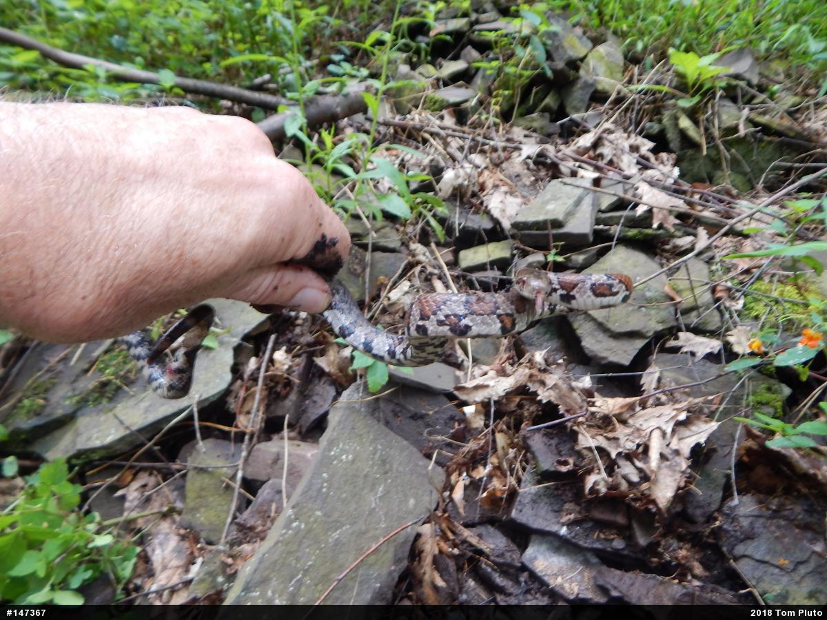 Eastern Milksnake