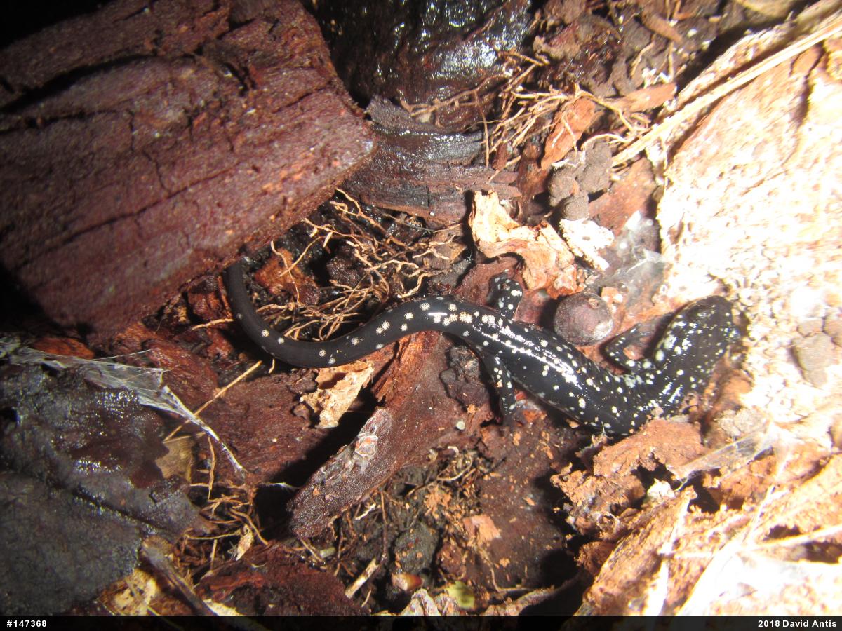 Northern Slimy Salamander