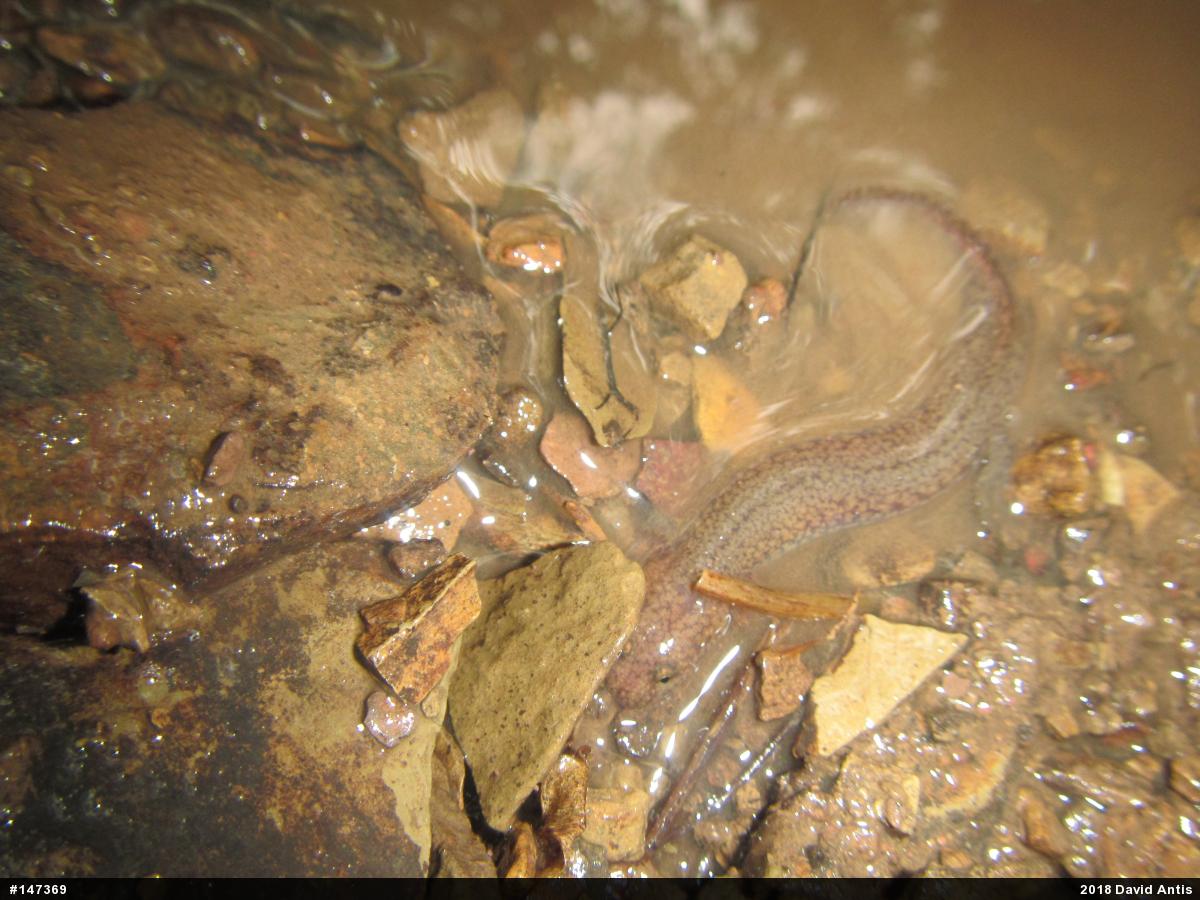Northern Spring Salamander