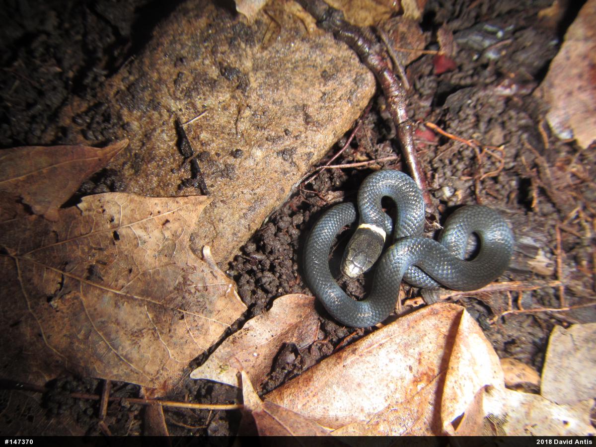 Northern Ring-necked Snake