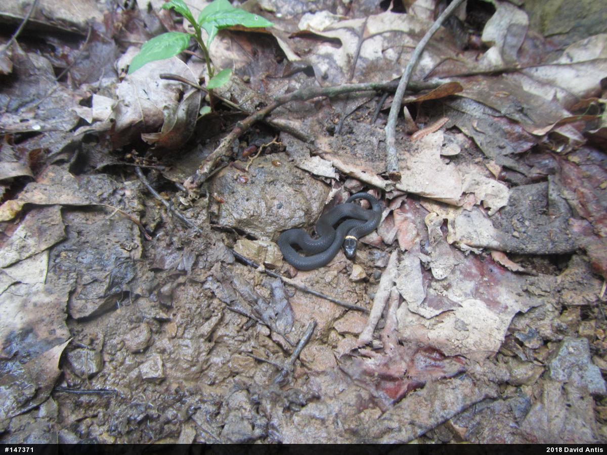 Northern Ring-necked Snake