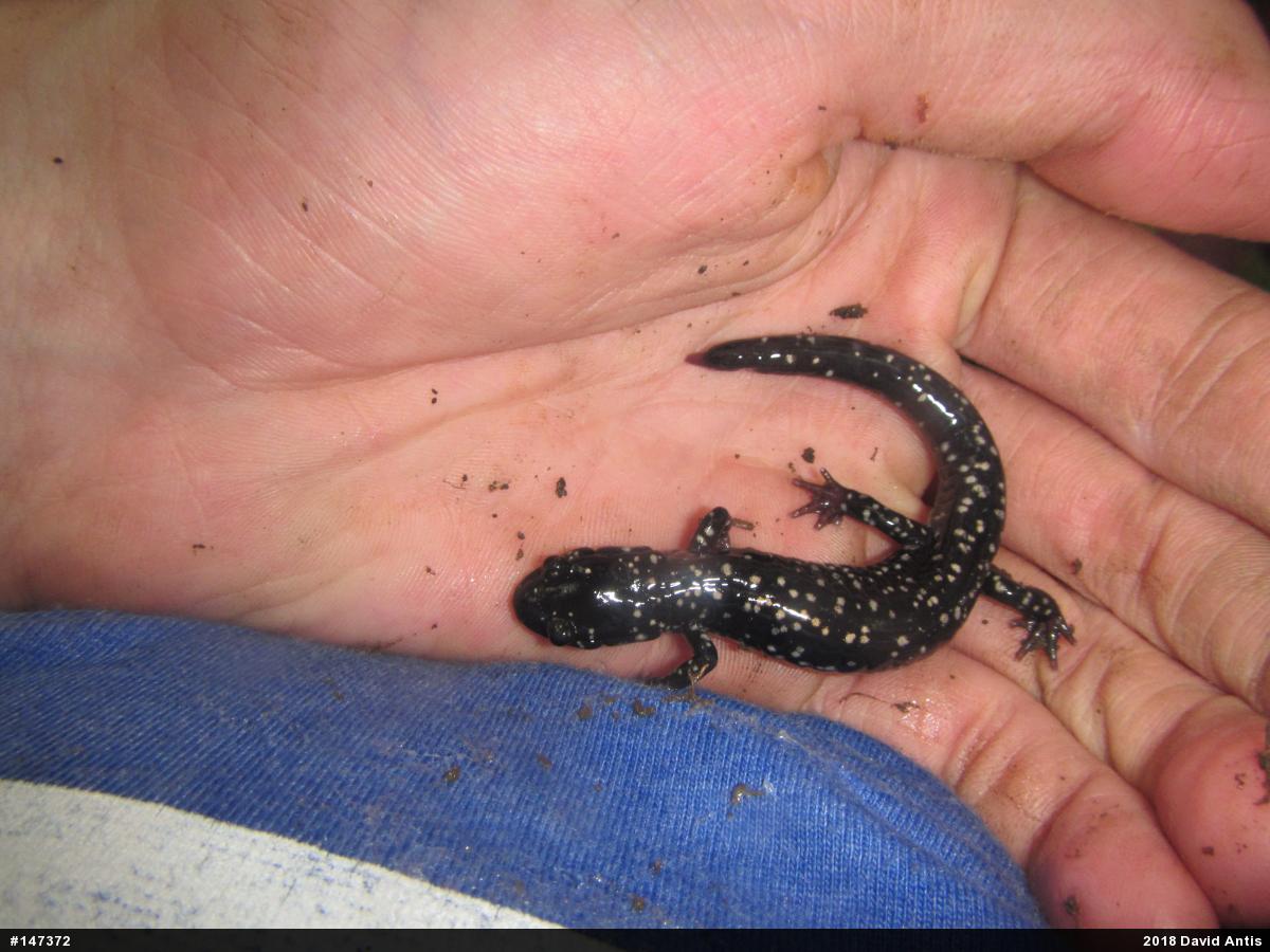 Northern Slimy Salamander