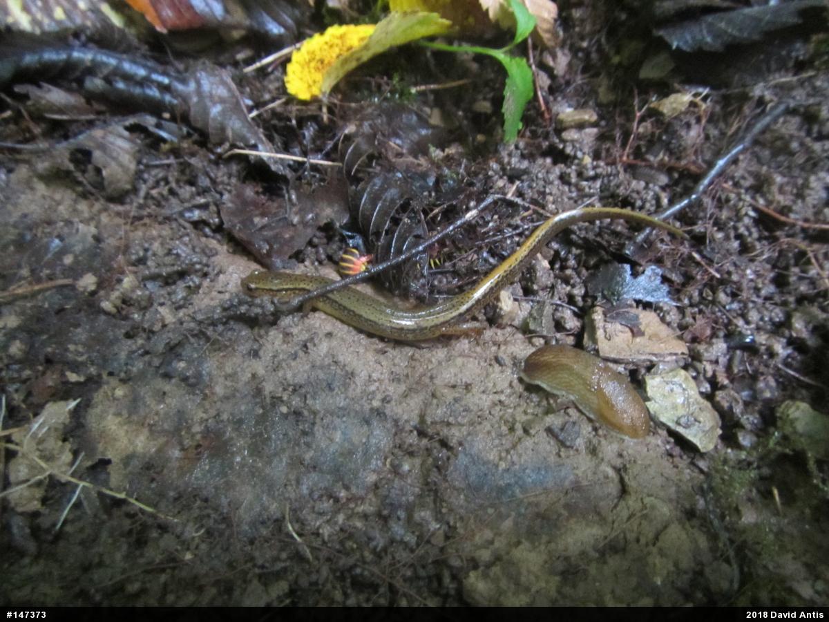 Northern Two-lined Salamander