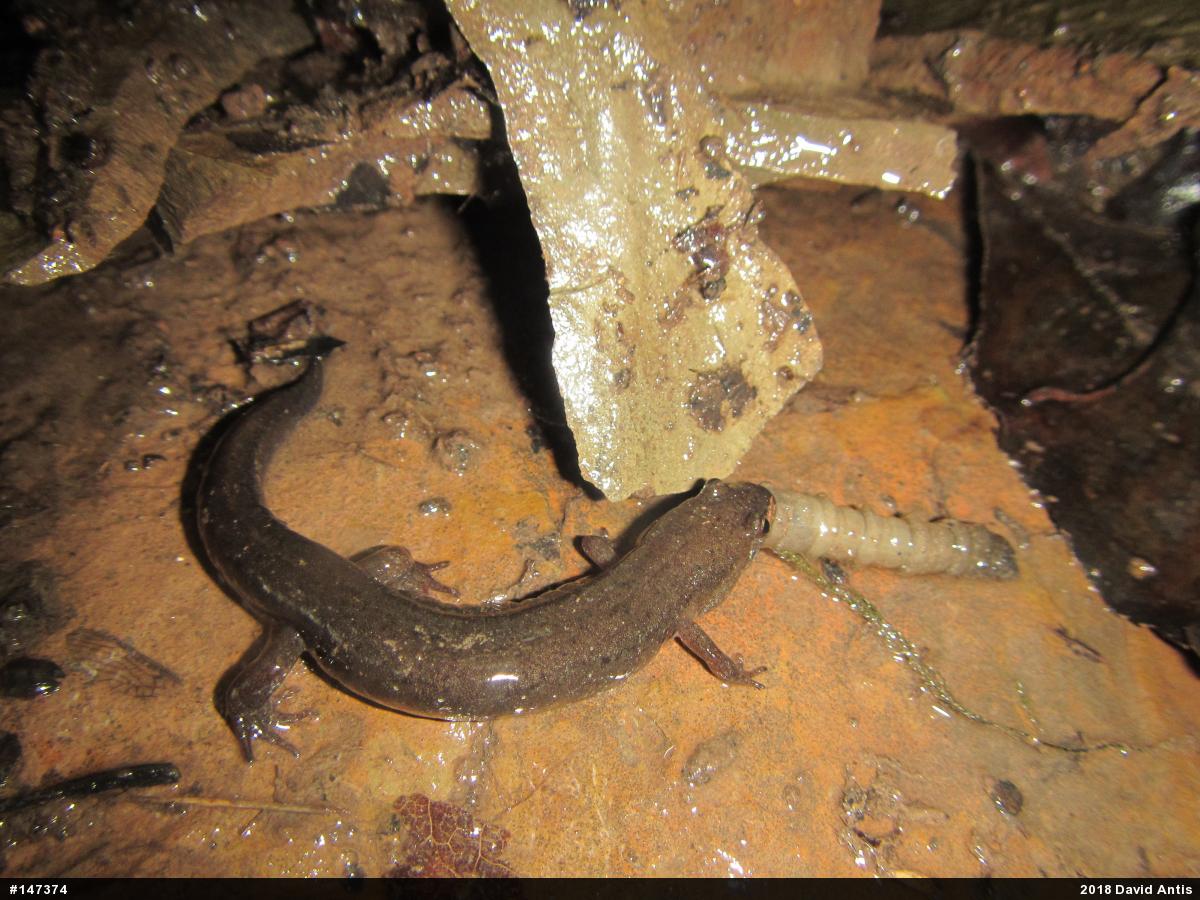 Northern Dusky Salamander