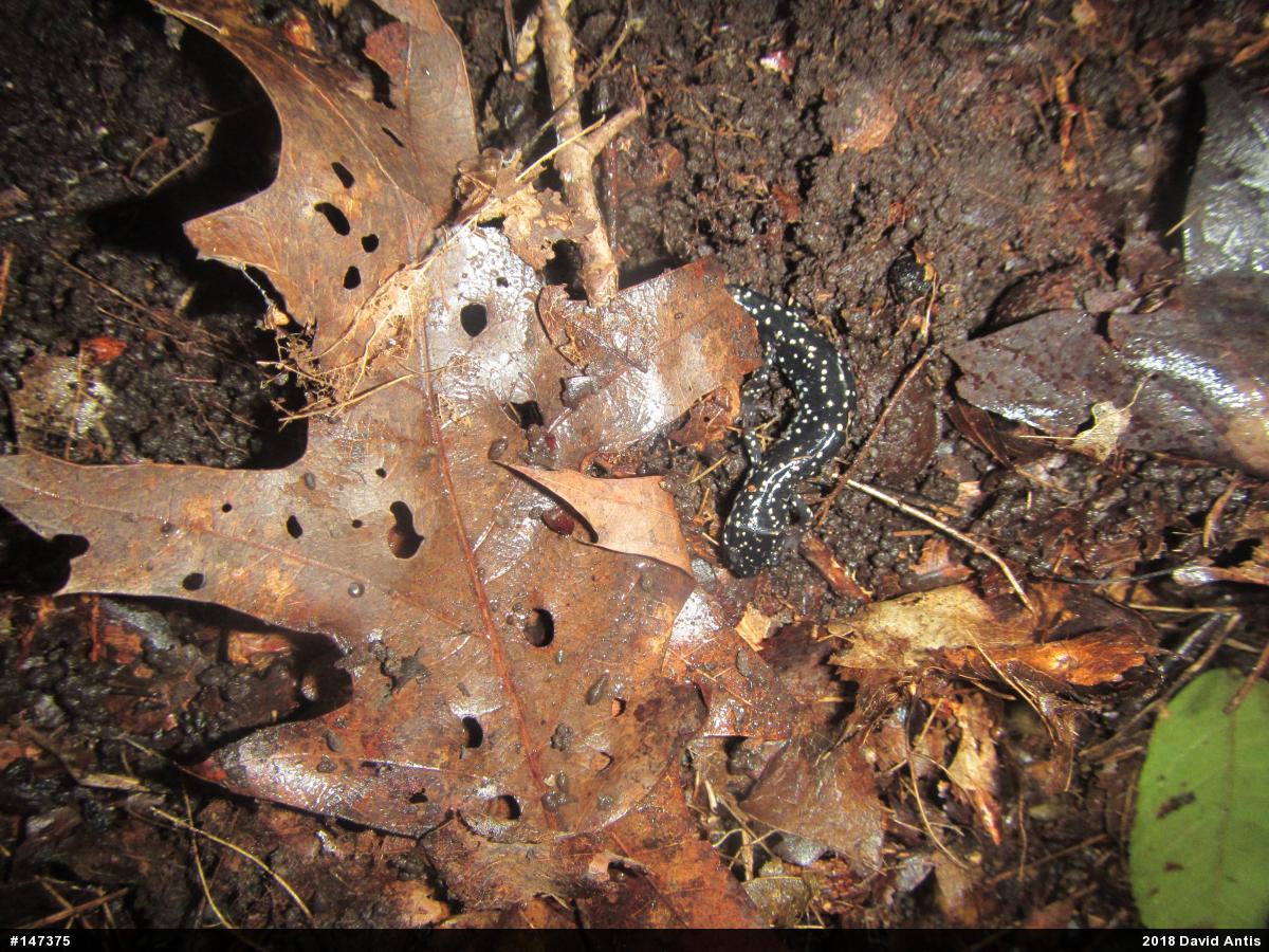 Northern Slimy Salamander