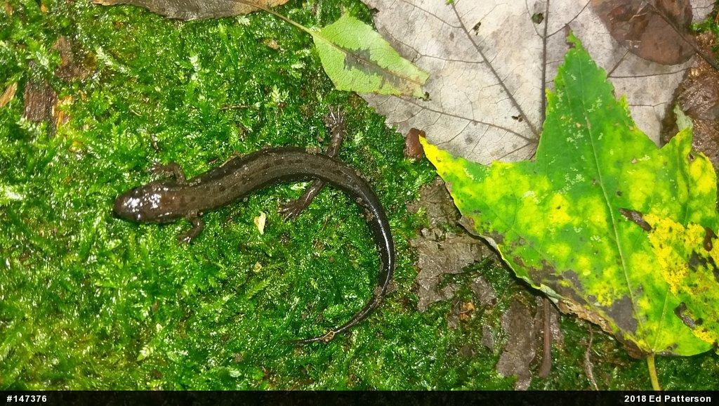 Allegheny Mountain Dusky Salamander