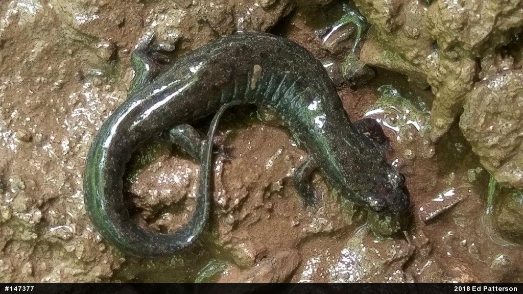 Northern Dusky Salamander