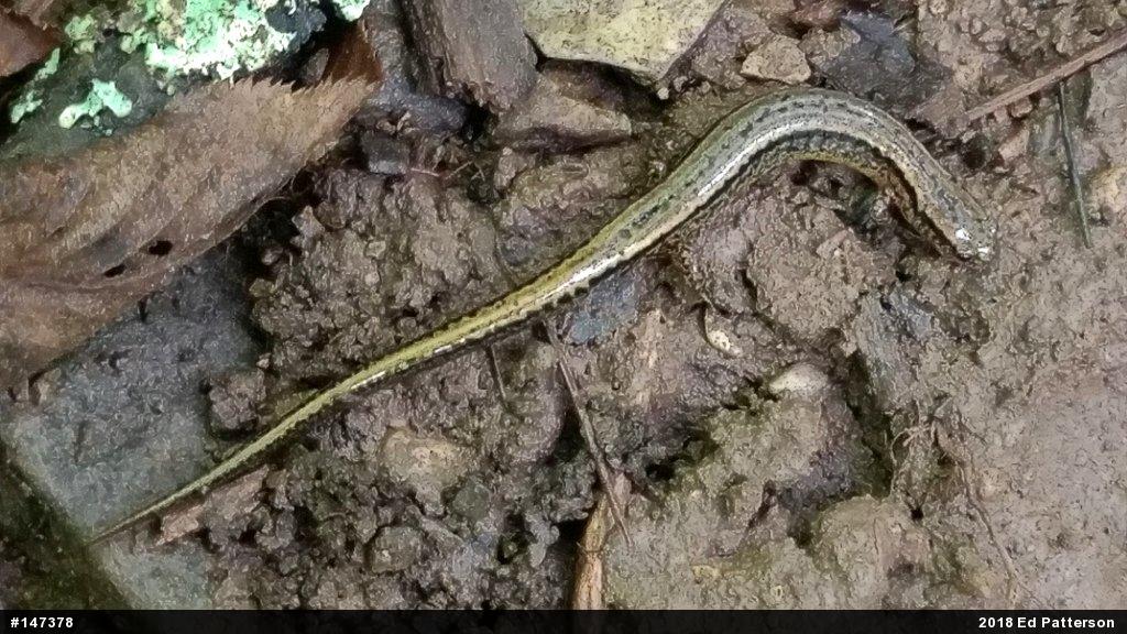 Northern Two-lined Salamander