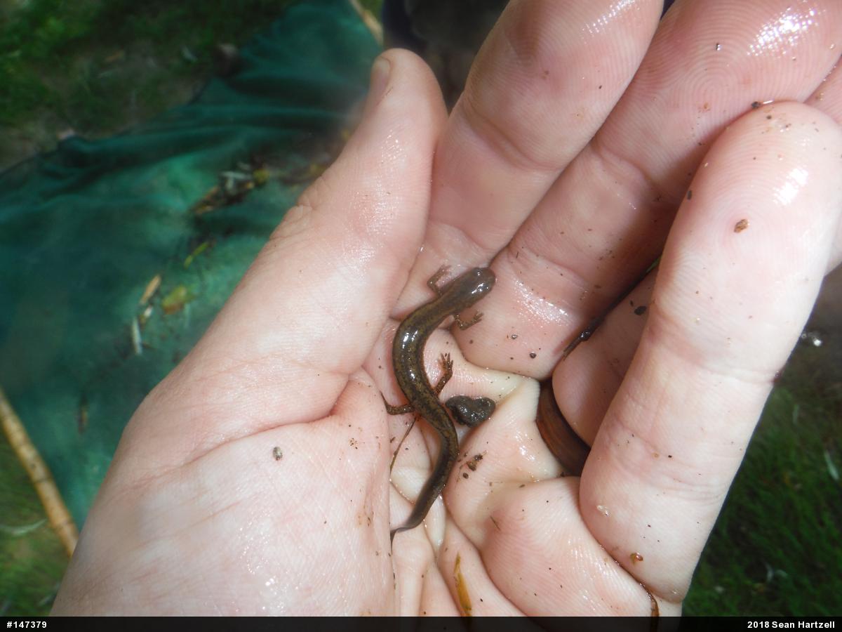 Northern Two-lined Salamander