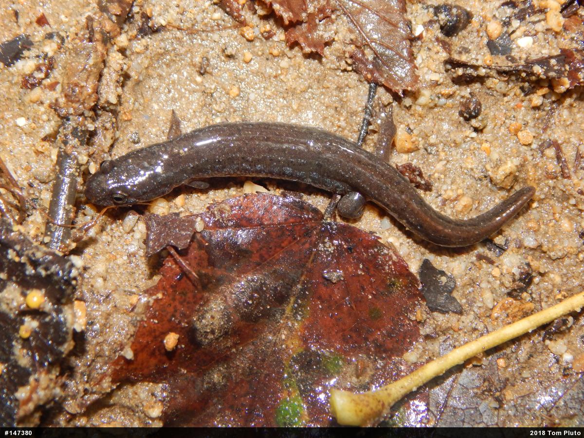 Northern Dusky Salamander