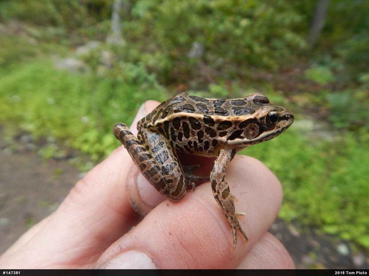 Pickerel Frog