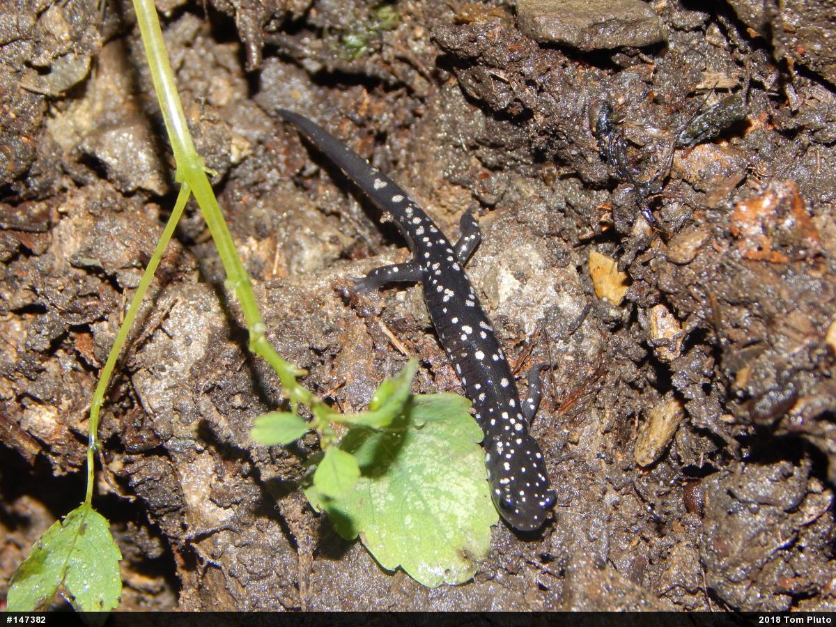 Northern Slimy Salamander