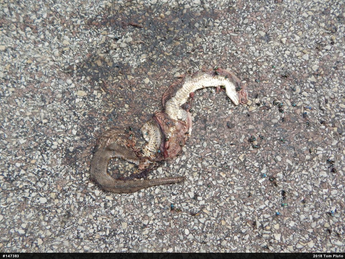 Northern Watersnake