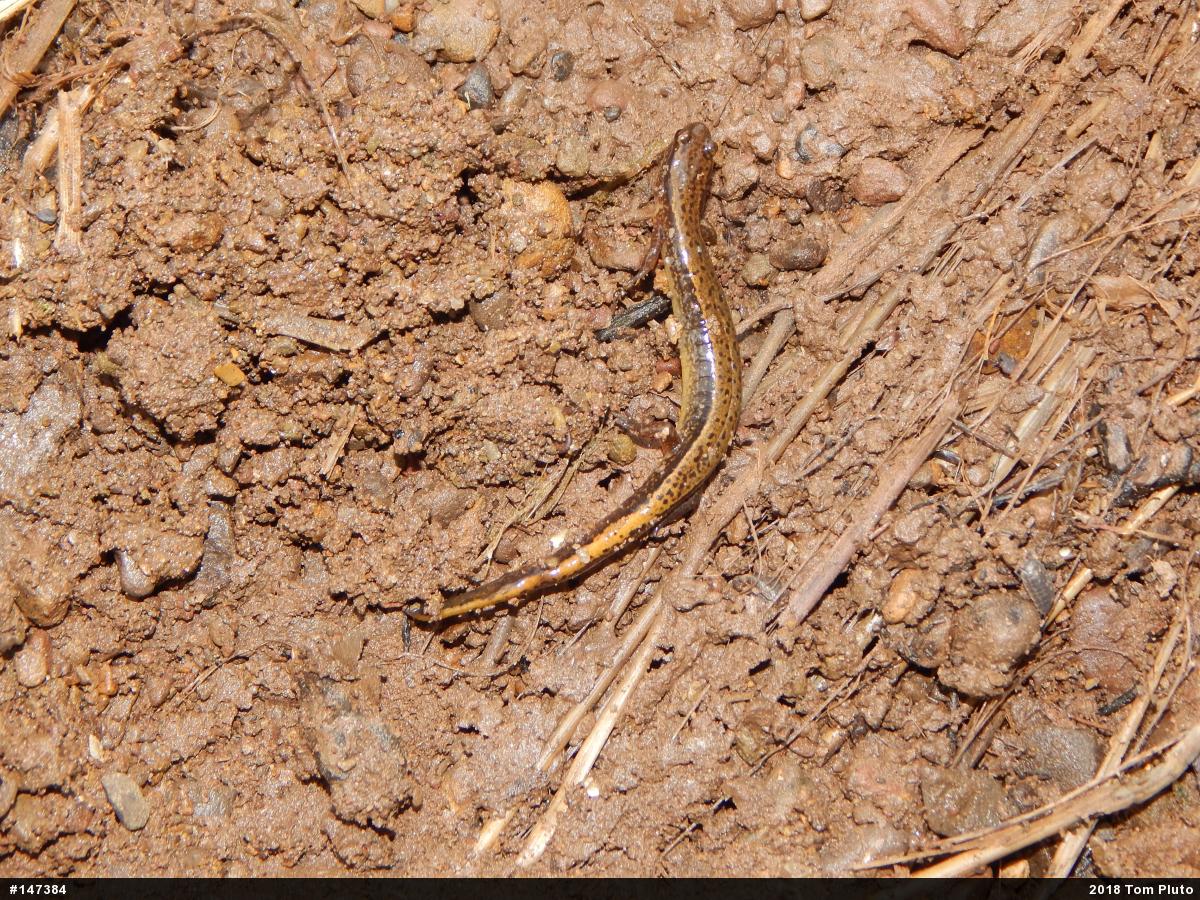 Northern Two-lined Salamander