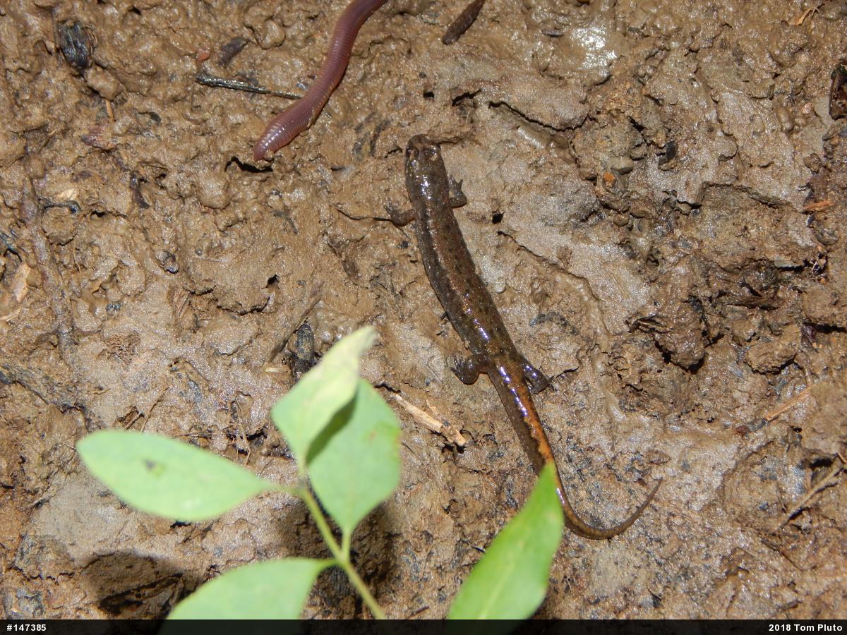 Northern Dusky Salamander
