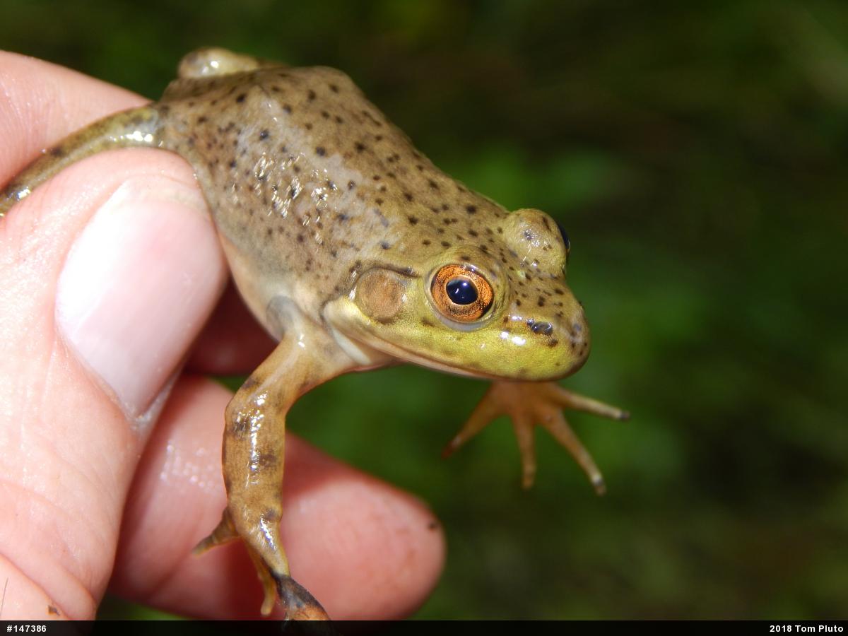 American Bullfrog