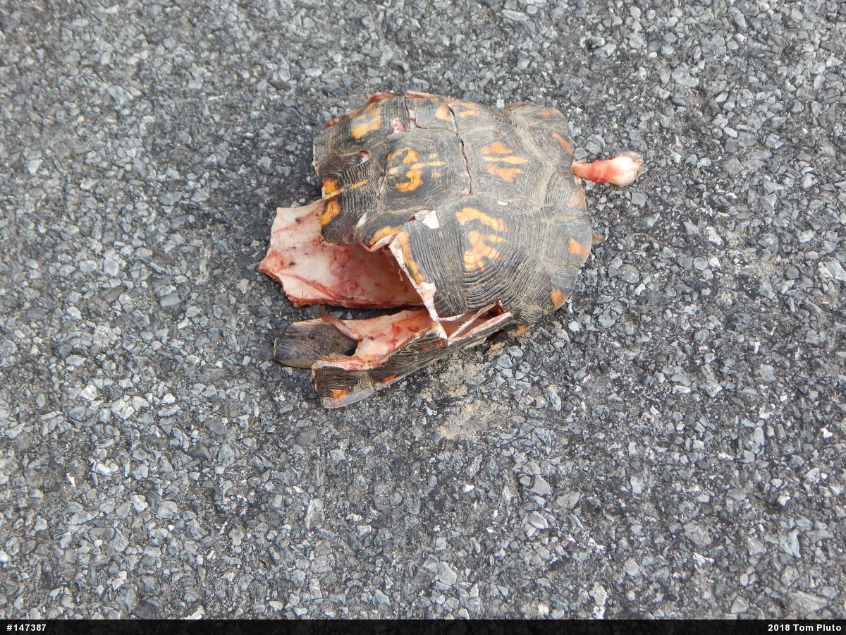 Eastern Box Turtle