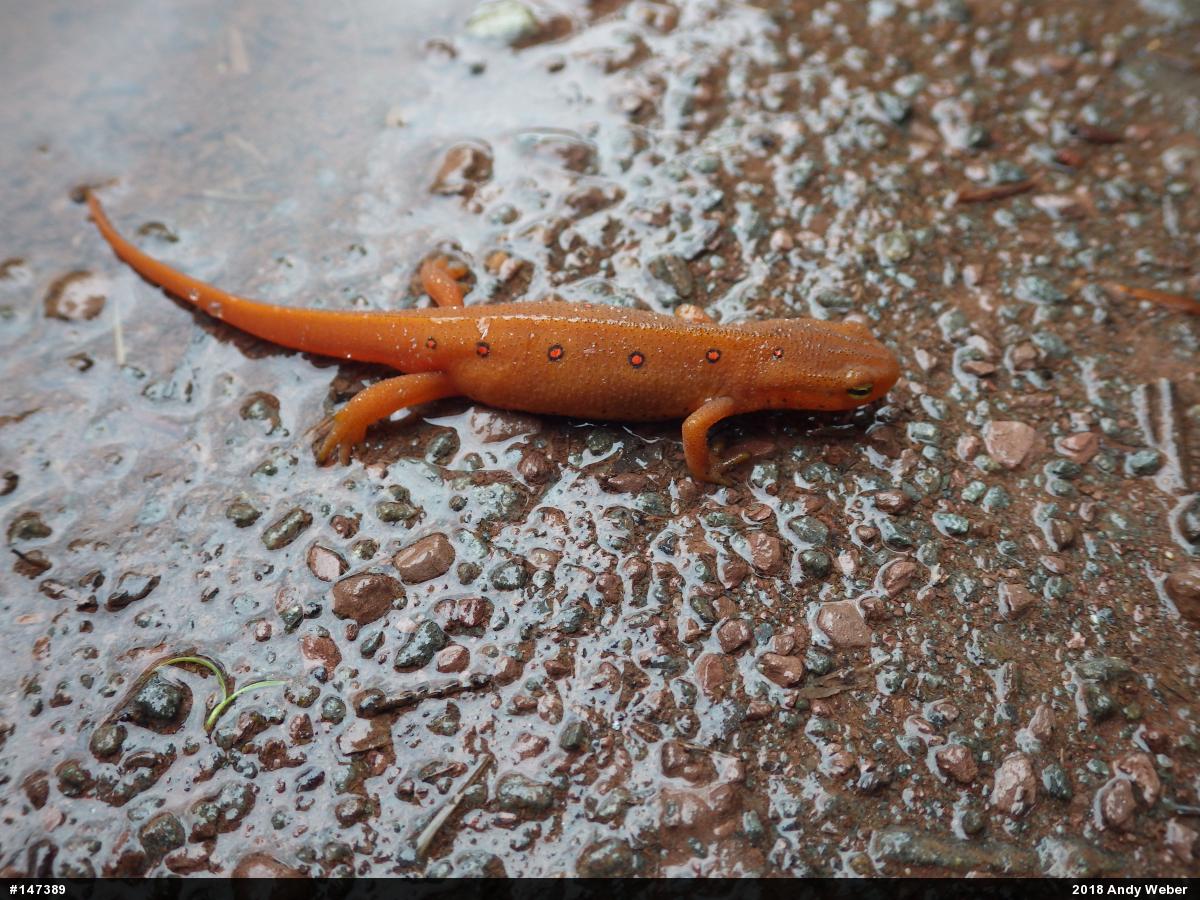 Red-spotted Newt