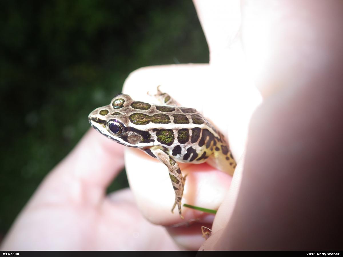 Pickerel Frog
