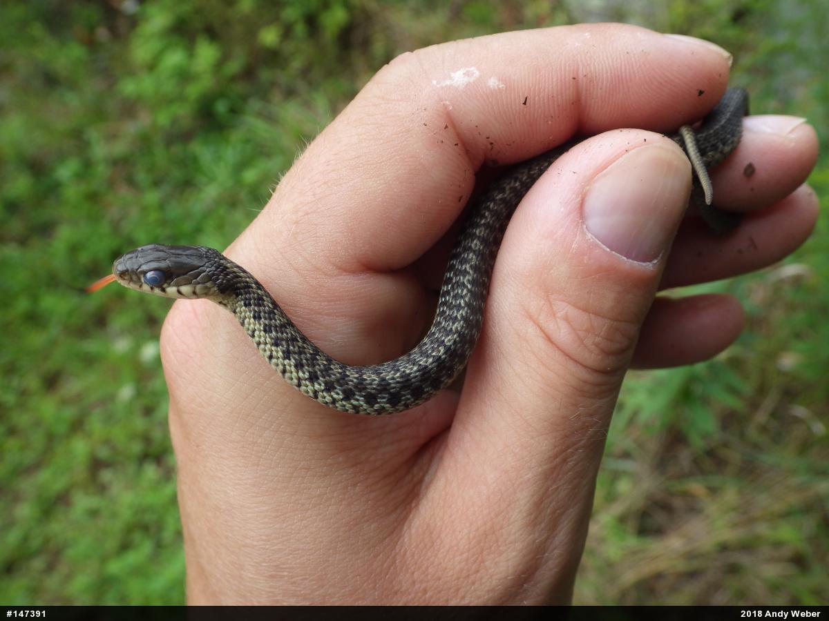 Eastern Gartersnake