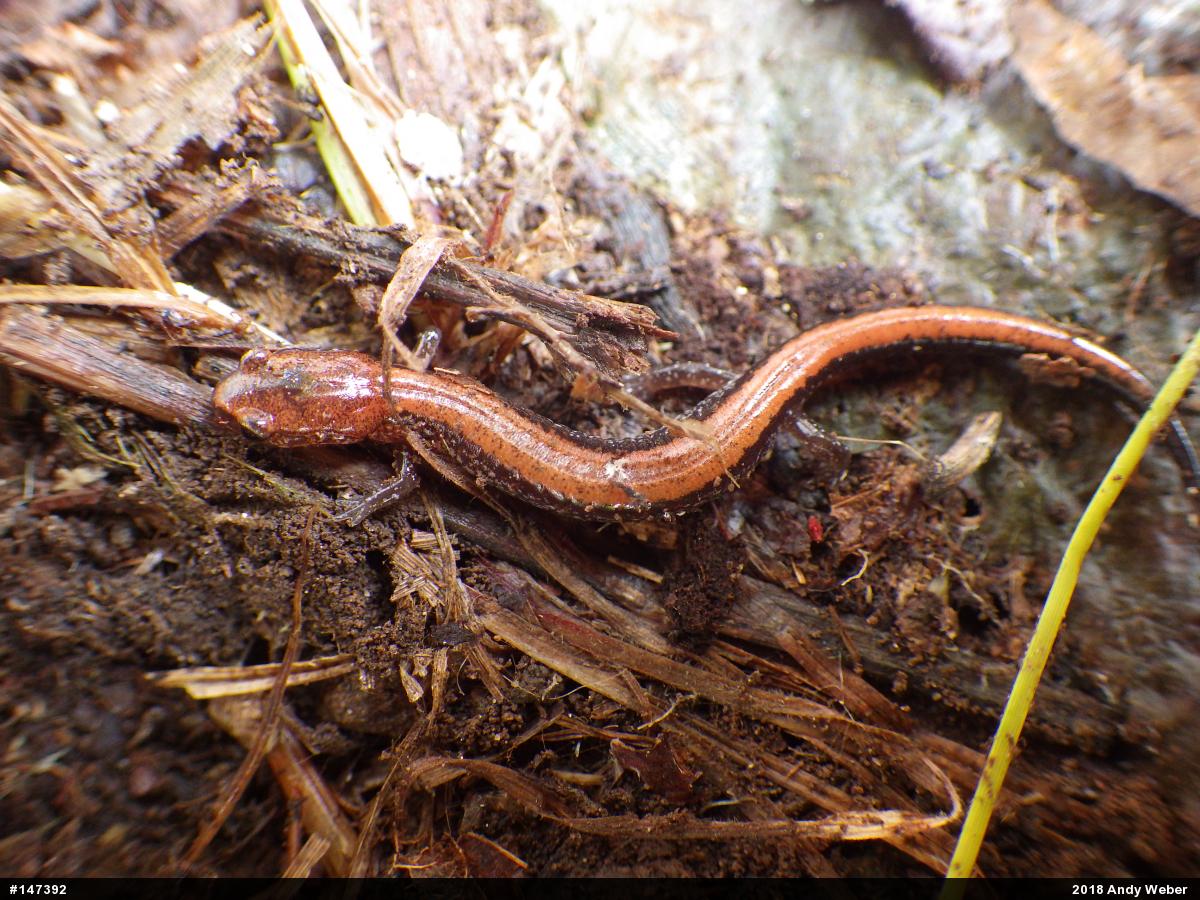 Eastern Red-backed  Salamander