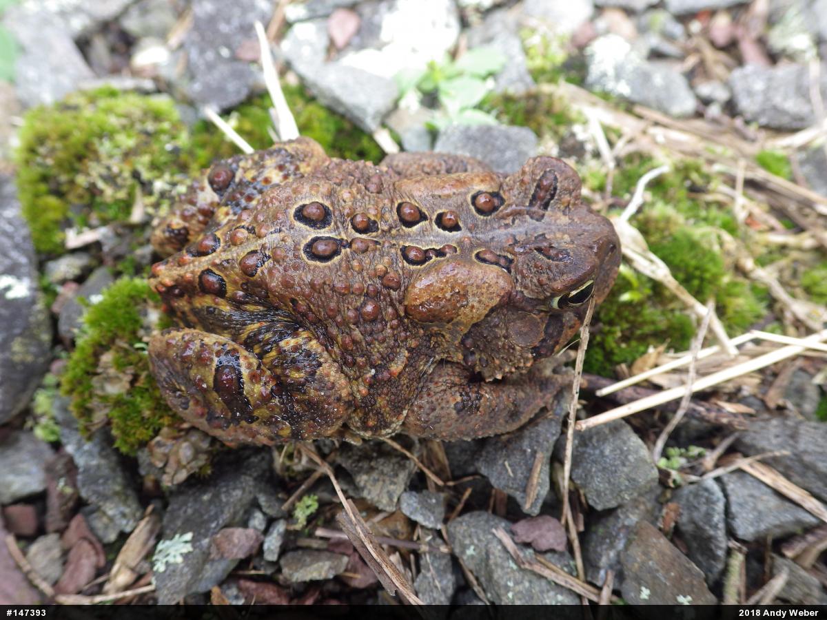 Eastern American Toad