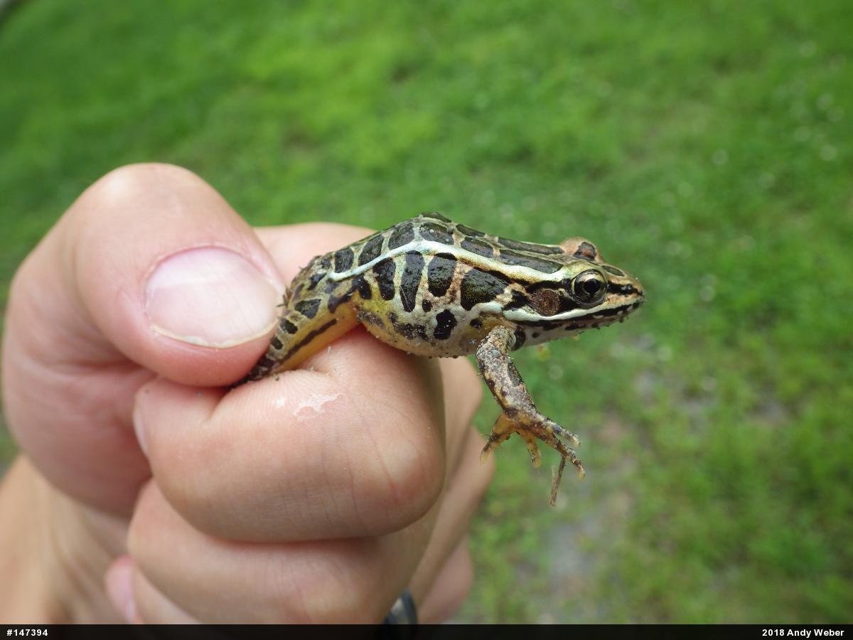 Pickerel Frog