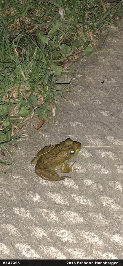 American Bullfrog