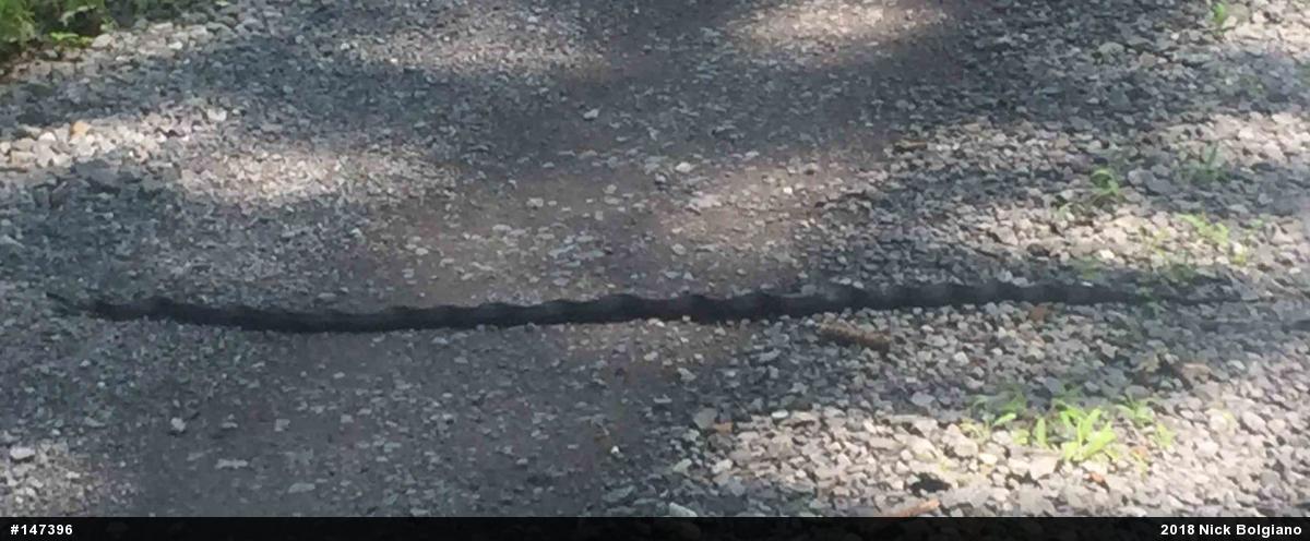 Eastern Ratsnake