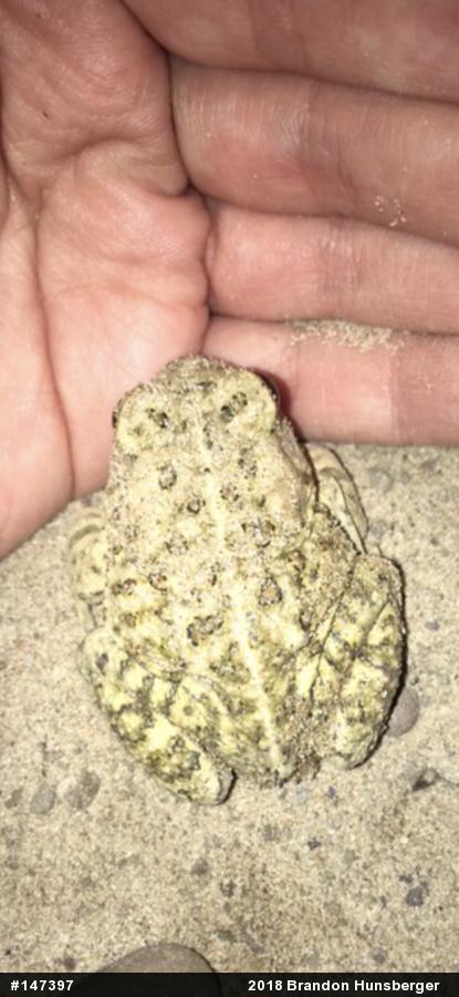 Fowler's Toad