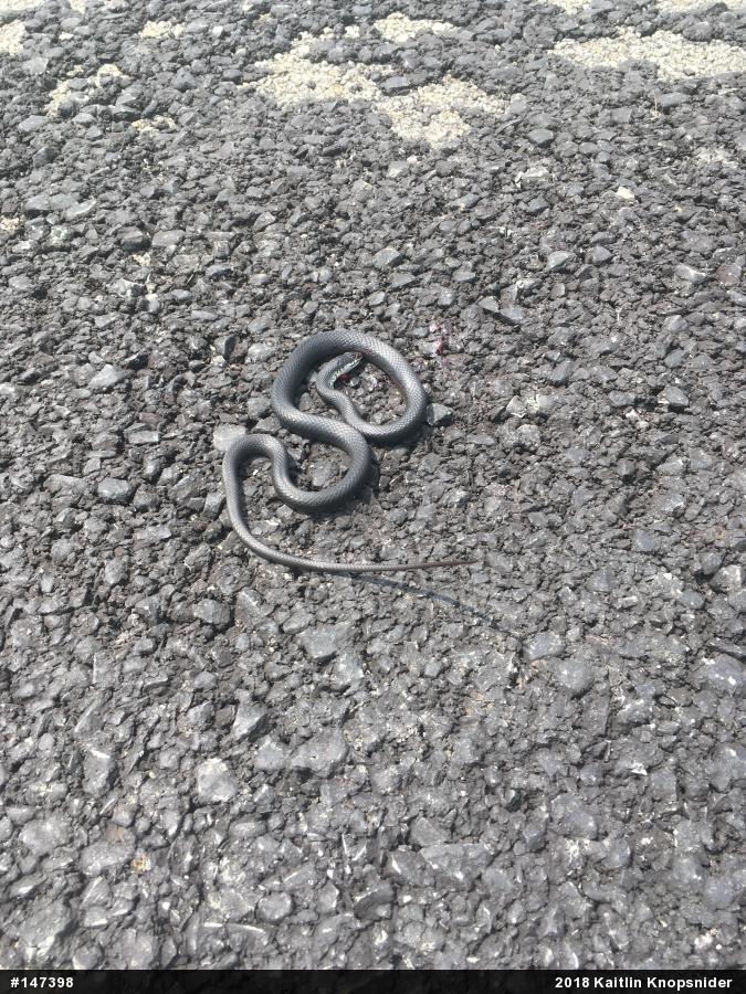 Northern Black Racer