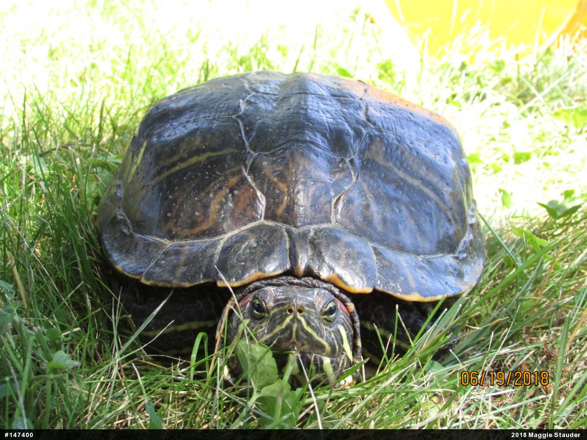 Red-eared Slider