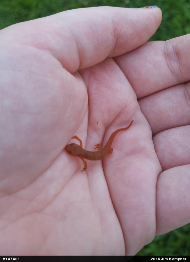 Red-spotted Newt