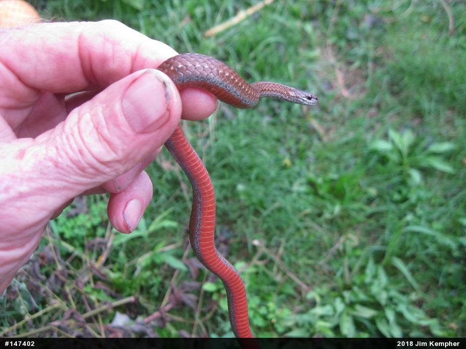 Red-bellied Snake