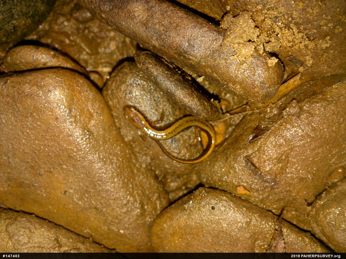 Northern Two-lined Salamander