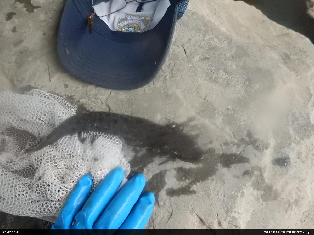 Common Mudpuppy