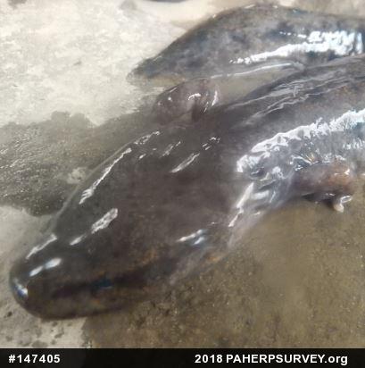 Common Mudpuppy