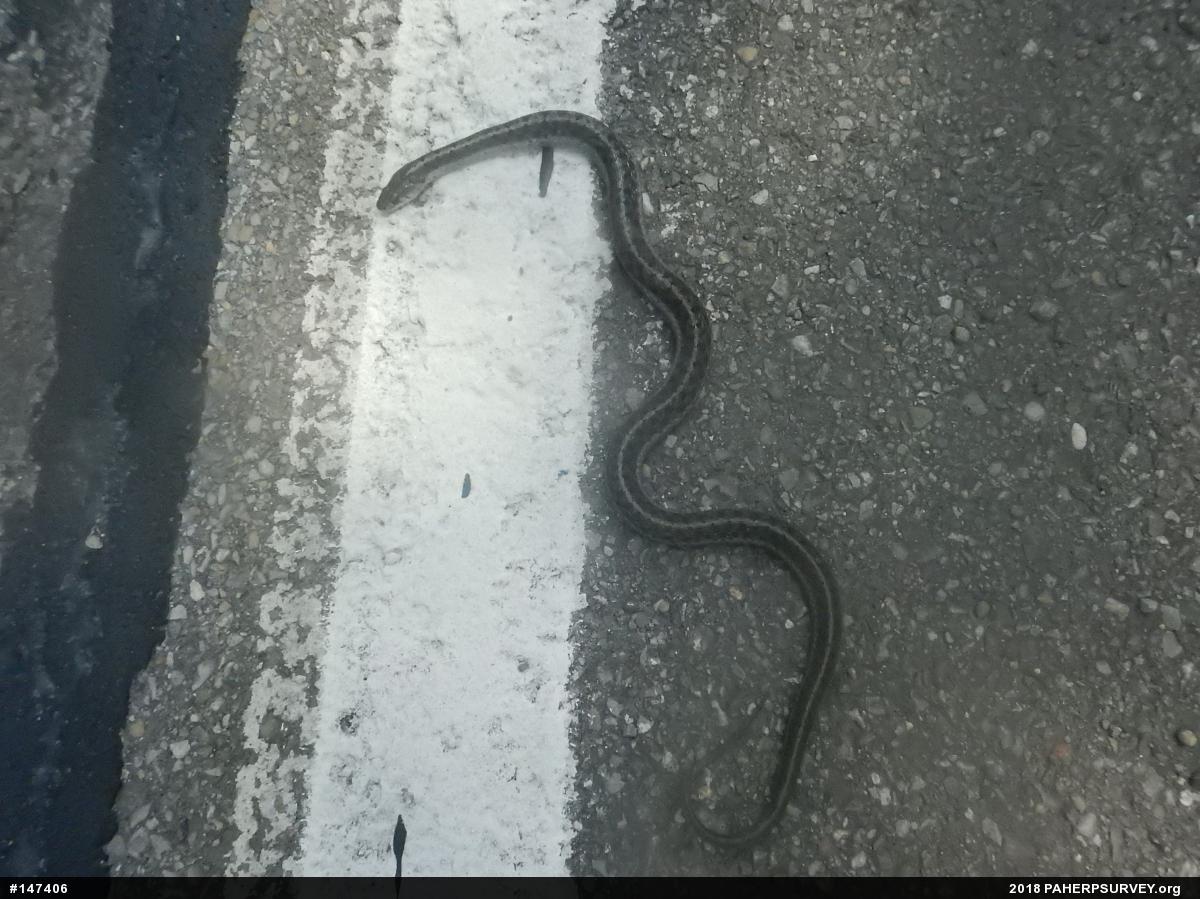Eastern Gartersnake
