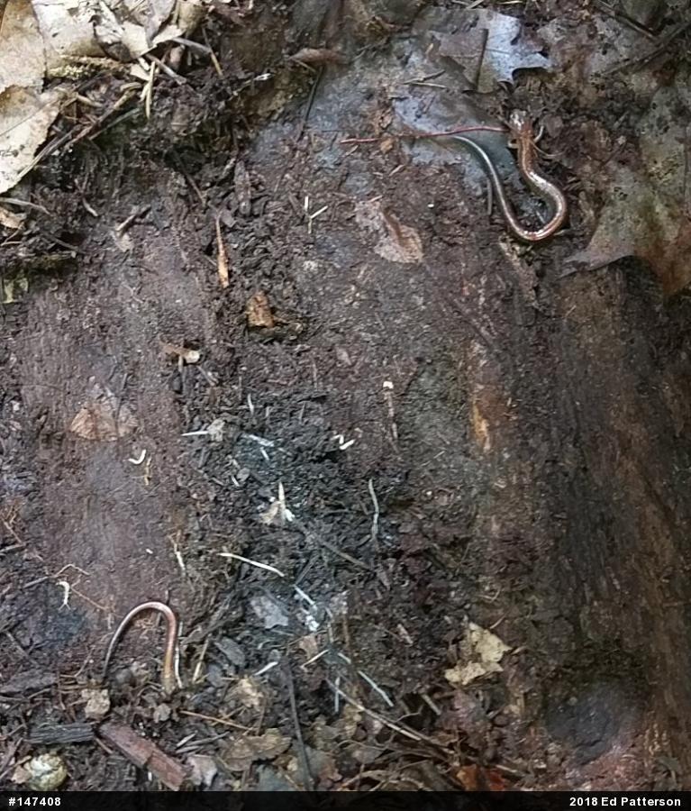 Eastern Red-backed  Salamander