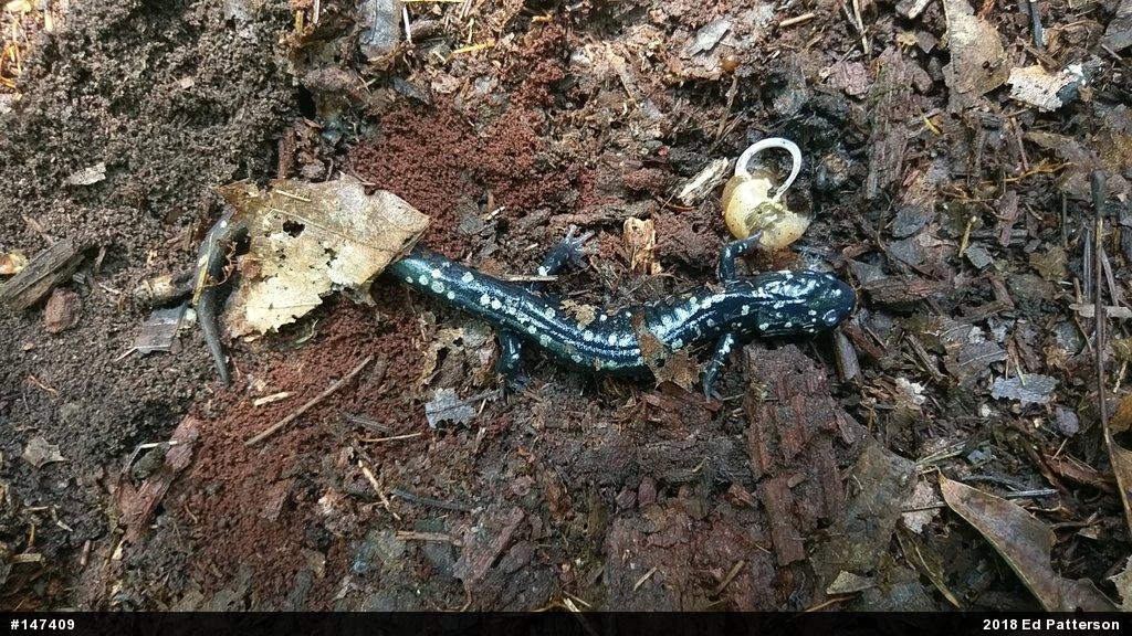Northern Slimy Salamander