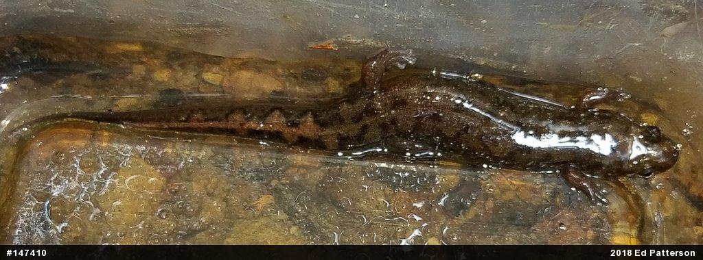 Seal Salamander