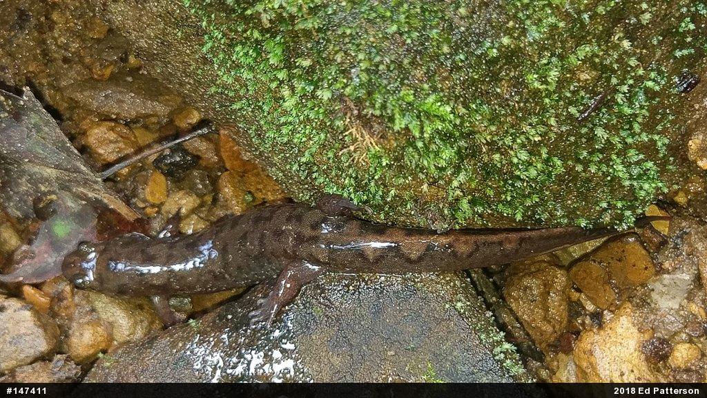 Seal Salamander
