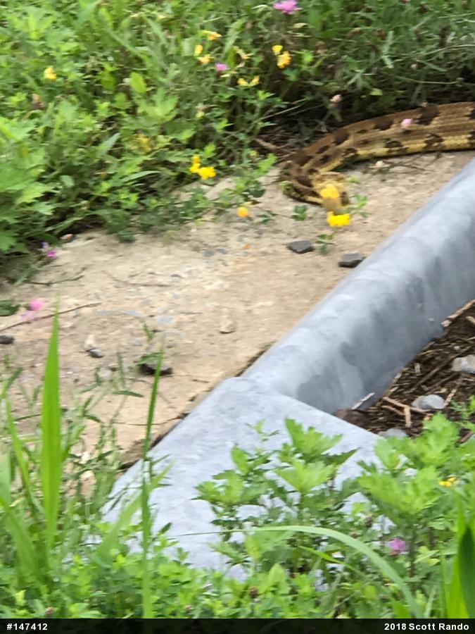 Timber Rattlesnake