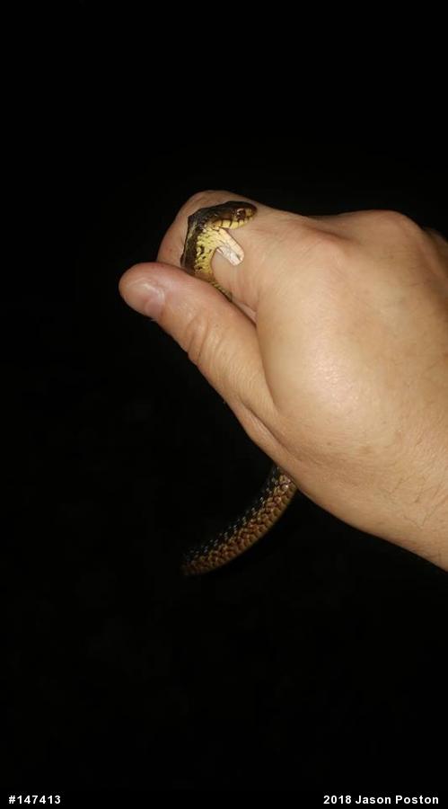 Eastern Gartersnake