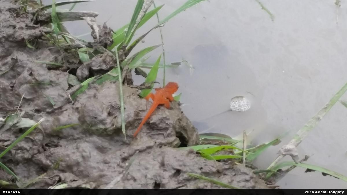 Red-spotted Newt